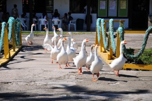 Cópia de HOTEL FAZENDA (12)